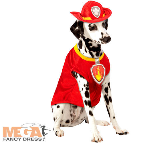 Marshall dog fancy - marshall,